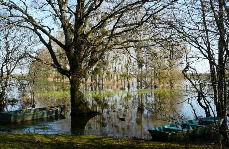 Barques sur le marais