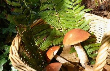 Champignons au Zoo de la Boissière