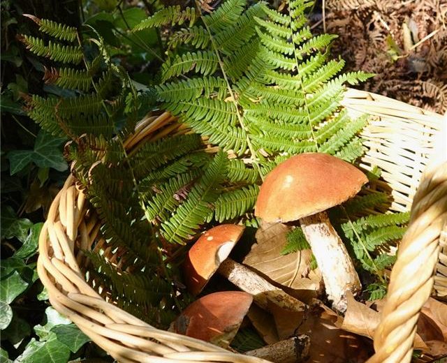 Champignons au Zoo de la Boissière
