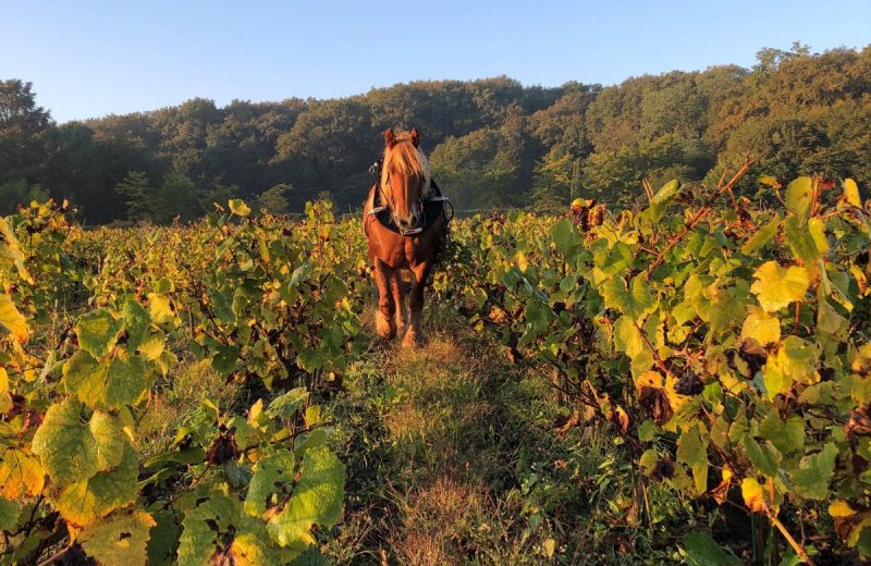 Photo_cheval_octobre_2025_droits_ok