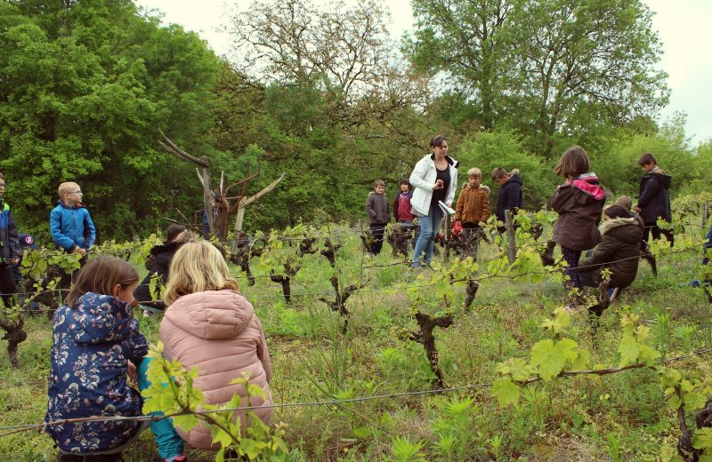 Raconte-moi les vignes offre sjuniors le vignoble de nantes