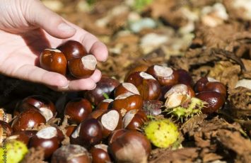 Randodeschataignes_LaRemaudière_2025_DestinationVignobleNantais.com