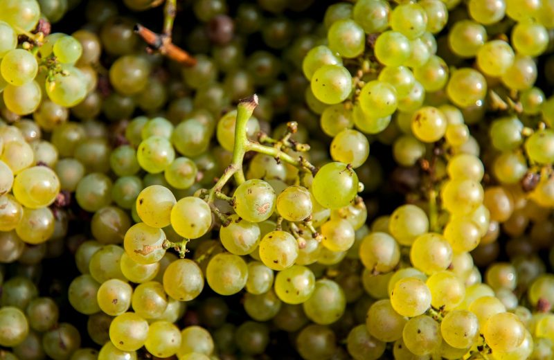 domaine de l’ecu-VENDANGES 2021