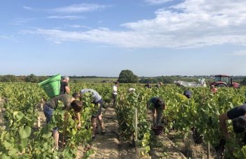 VendangesenfamilleLieubeau_ChateauThébaud_DestinationVignobleNantais.com