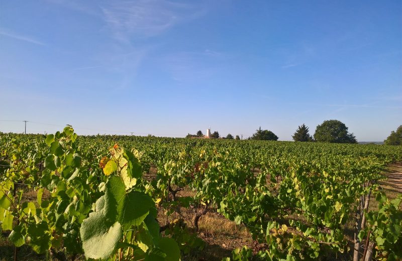 Vignes-et-moulin—circuitdeshorizons-lelorouxbottereau-44-levignobledenantes