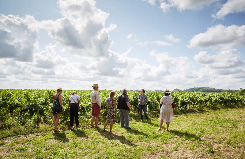 Balade dans les vignes