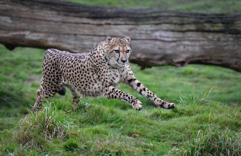 ZOO DE LA BOISSIERE DU DORE