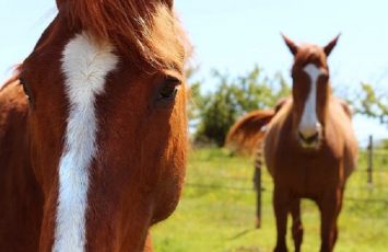 chevaux-vignes-en-selle-sm-st-crespin-moine-osezmauges-anjou-©VignesEnSelle