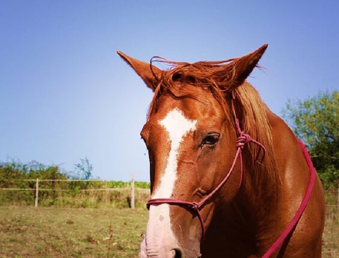 chevaux-vignes-en-selle-st-crespin-sur-moine-sevremoine-nantes-cholet