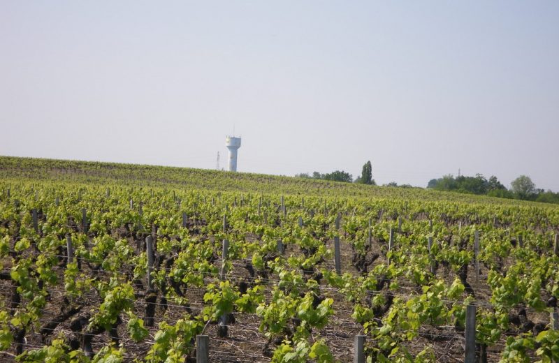 circuit-boucle-pedestre-vigners-en-villages-la-haye-fouassiere-44-ITI  (3)