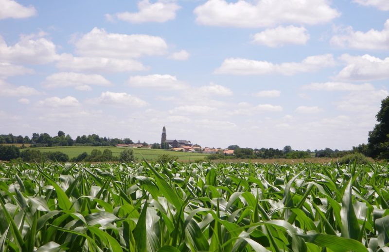 circuit-buissonnier-laboissieredore-levignoblenantes-tourisme (5)