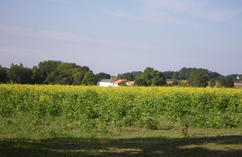 circuit-les-ombrages-le-landreau-levignoblenantes-tourisme (5)