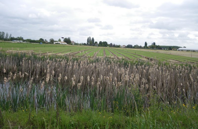 circuit-loire-stdeconcelles-levignoblenantes-tourisme (6)