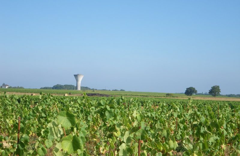 circuit-terres-vignes-st-lumine-clisson-levignoblenantes-touris (9)