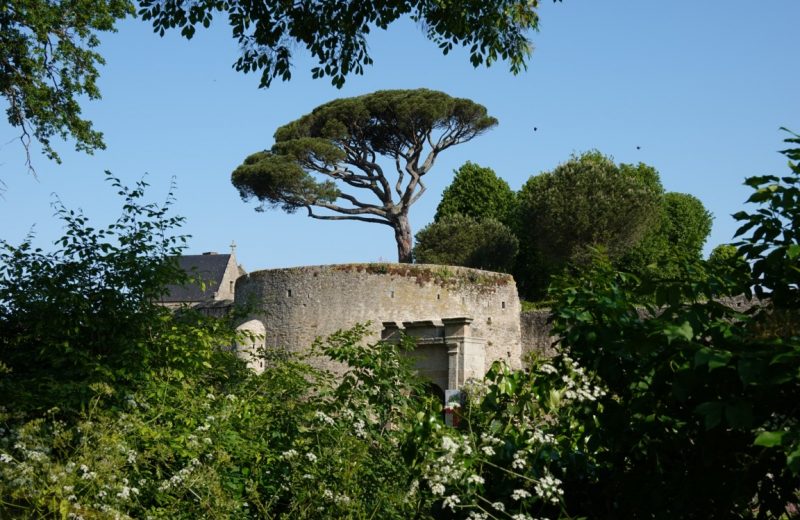 Vue du pin parasol du chateau depuis le parking du Stand
