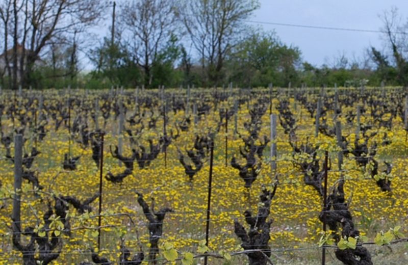 degustations-chateau-galissonniere-le-pallet-44-DEG- (8)