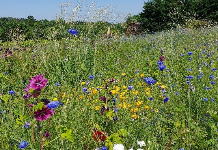 domaine trois versants paysage fleurs