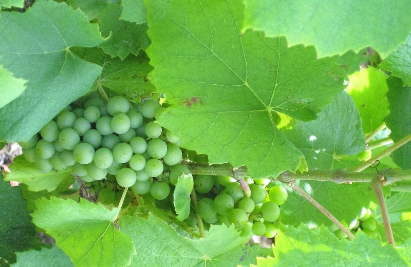 357946 – vignoble du Muscadet