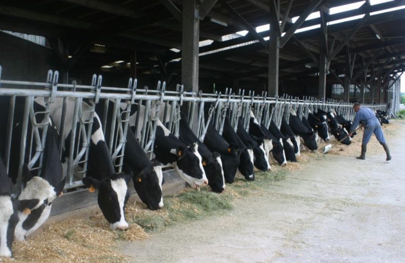 ferme pedagogique la pequiniere la boissiere