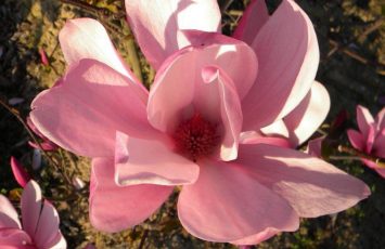 journee magnolias office tourisme vignoble nantes