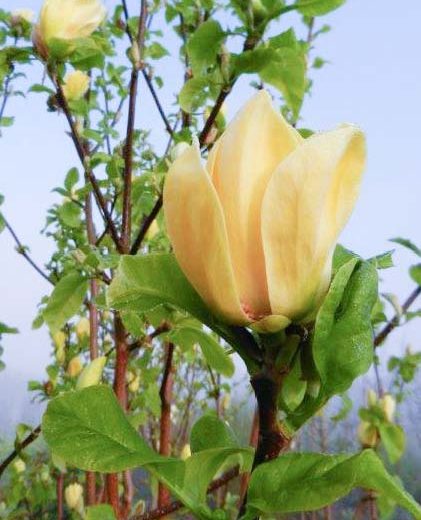 journee magnolias office tourisme vignoble nantes