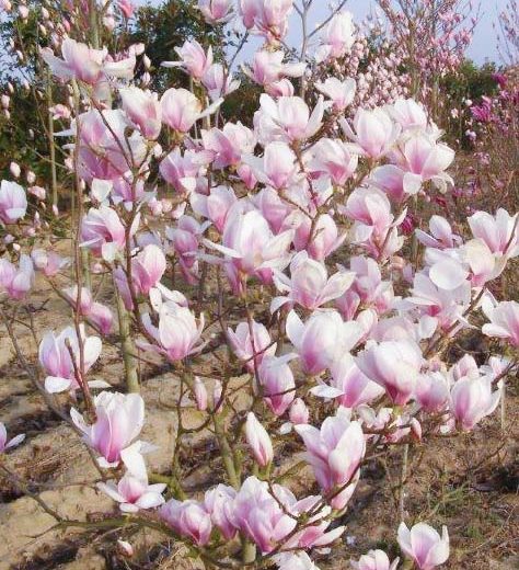 journee magnolias office tourisme vignoble nantes 3