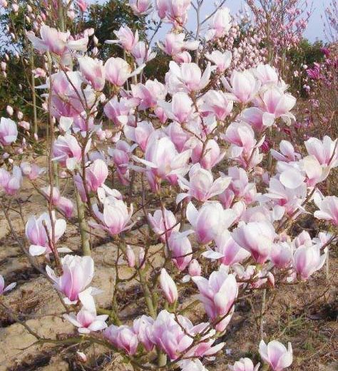 journee magnolias office tourisme vignoble nantes