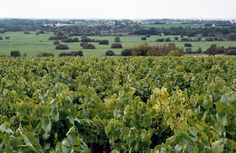 marais de goulaine-levignoble-nantes
