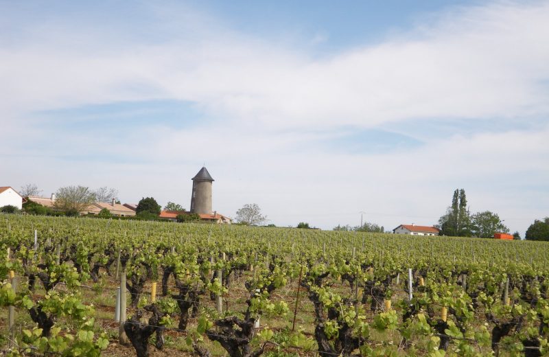 moulin panorama vignes Boucle de la Maine