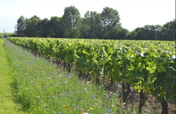 photo-visiteprivilège-chateaucleray-levignobledenantes-tourisme