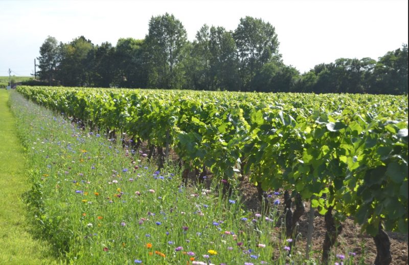 photo-visiteprivilège-chateaucleray-levignobledenantes-tourisme