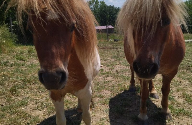 Poney et cheval miniature