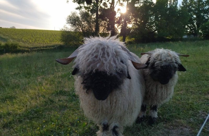 Moutons Nez Noir du Valais