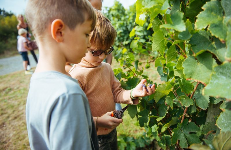 raconte-moi-les-outils-de-la-vigne-creditDavid-Gallard-scolaires-loisirs-2019-2020