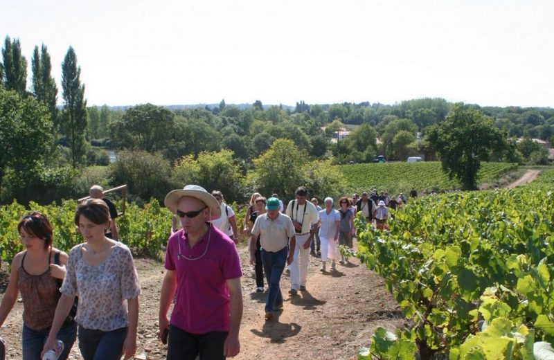 randonnee accompagnee.clisson le vignoble de nantes tourisme