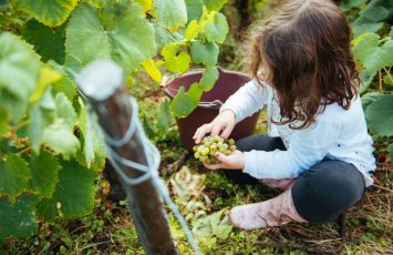 vendanges en famille credit david gallard-2023-levignobledenantes-tourisme