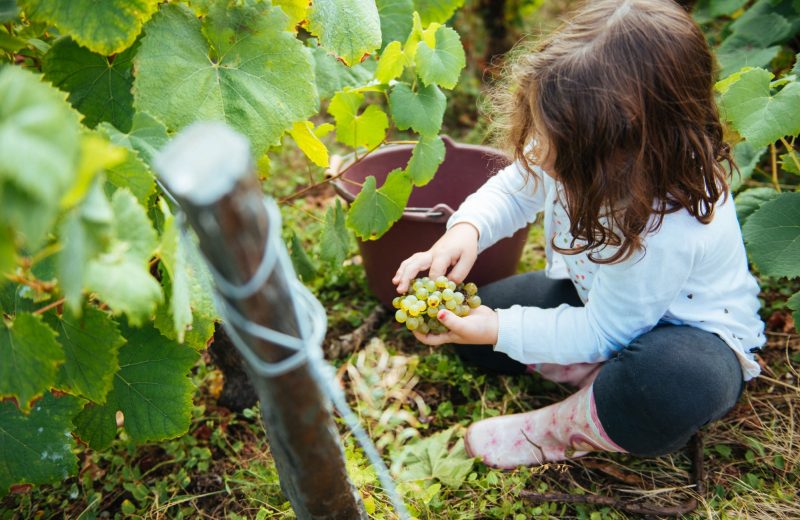 vendanges en famille credit david gallard-2023-levignobledenantes-tourisme