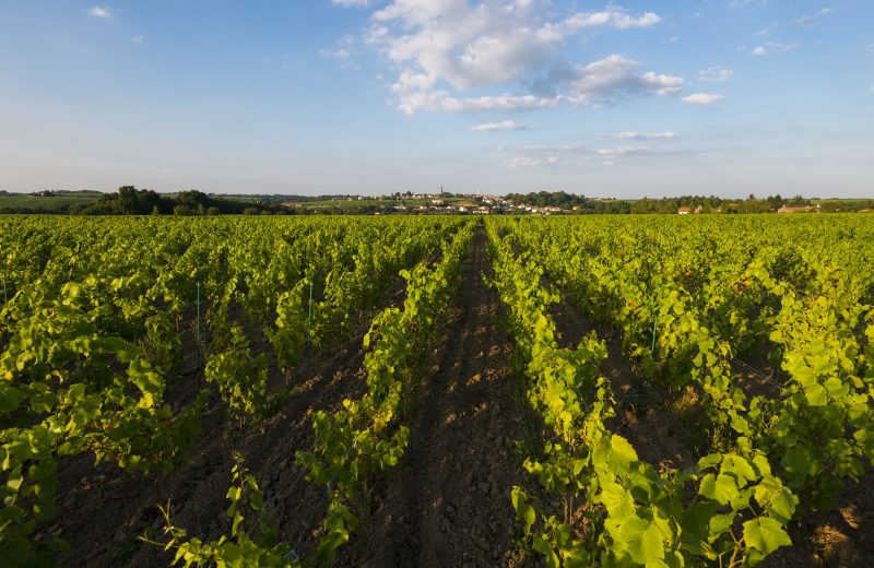 Escapade en muscadet