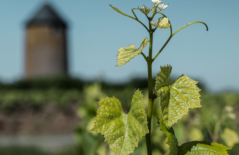 vignoble-de-nantes