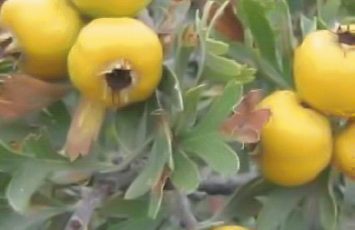 visite horticole activites groupes adultes le vignoble de nantes