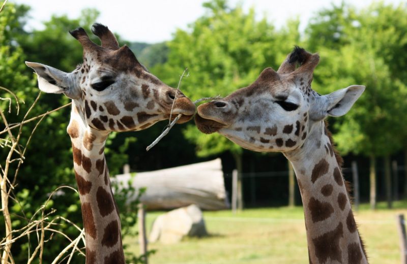 visite-spectacle-2-zoo-boissiere-2019-pages-groupes-levignobledenantes-tourisme