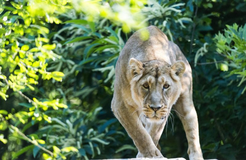 visite-spectacle-3-zoo-boissiere-2019-pages-groupes-levignobledenantes-tourisme