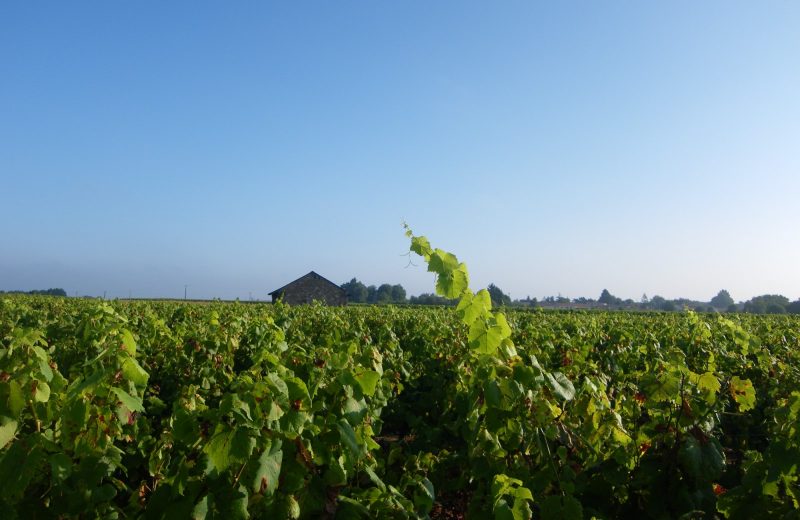 vue vignes Maisdon sur Sèvre Boucle de la Maine