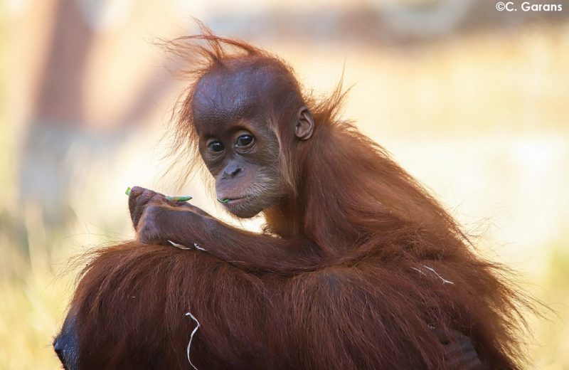 journée des grands singes zoo de la boissiere